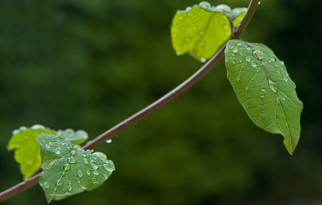 Leafy Raindrops